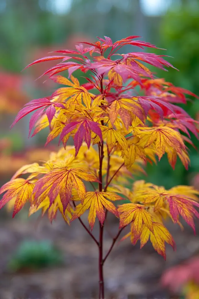 8 Japanese Maple Trees for a Colorful Landscape 6 8 Japanese Maple Trees for a Colorful Landscape