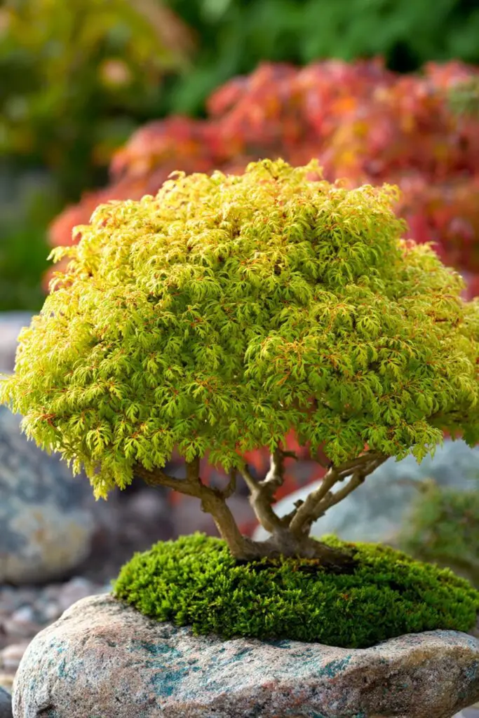 8 Japanese Maple Trees for a Colorful Landscape 13 8 Japanese Maple Trees for a Colorful Landscape
