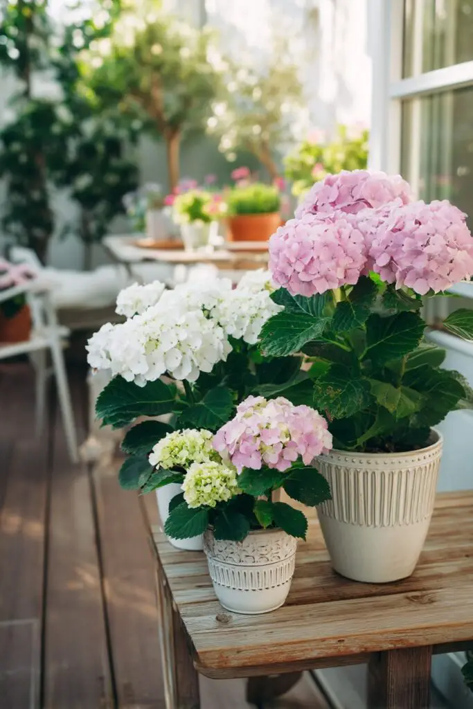 Hydrangea Landscaping Ideas for Spring Gardens 7 Hydrangea Landscaping Ideas for Spring Gardens