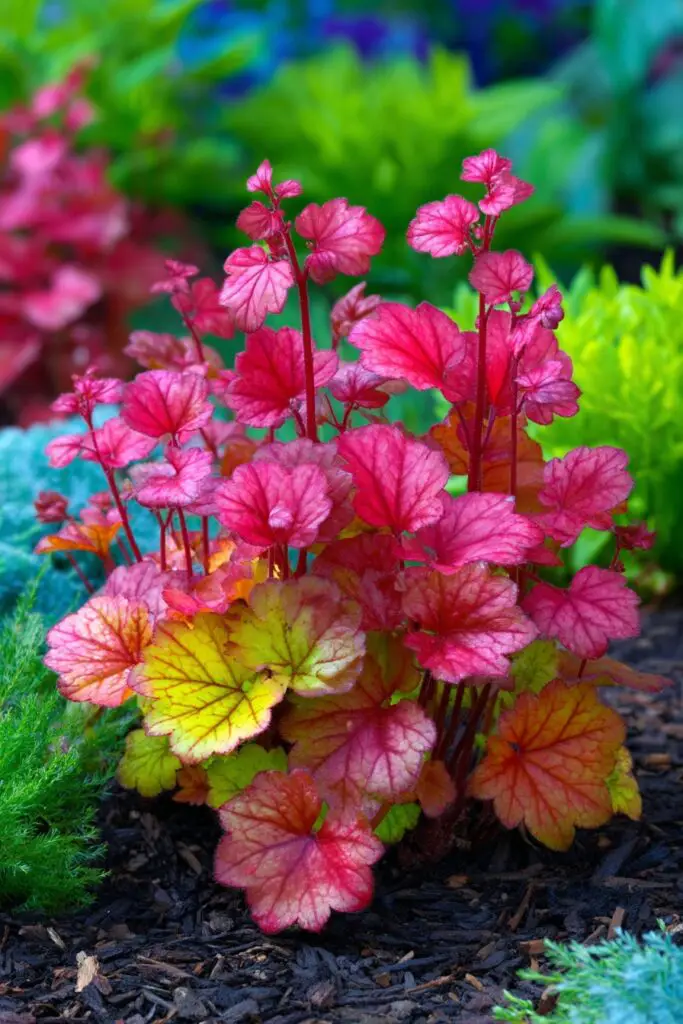 How to Grow Coral Bells: 5 Easy Care Tips 10 How to Grow Coral Bells: 5 Easy Care Tips