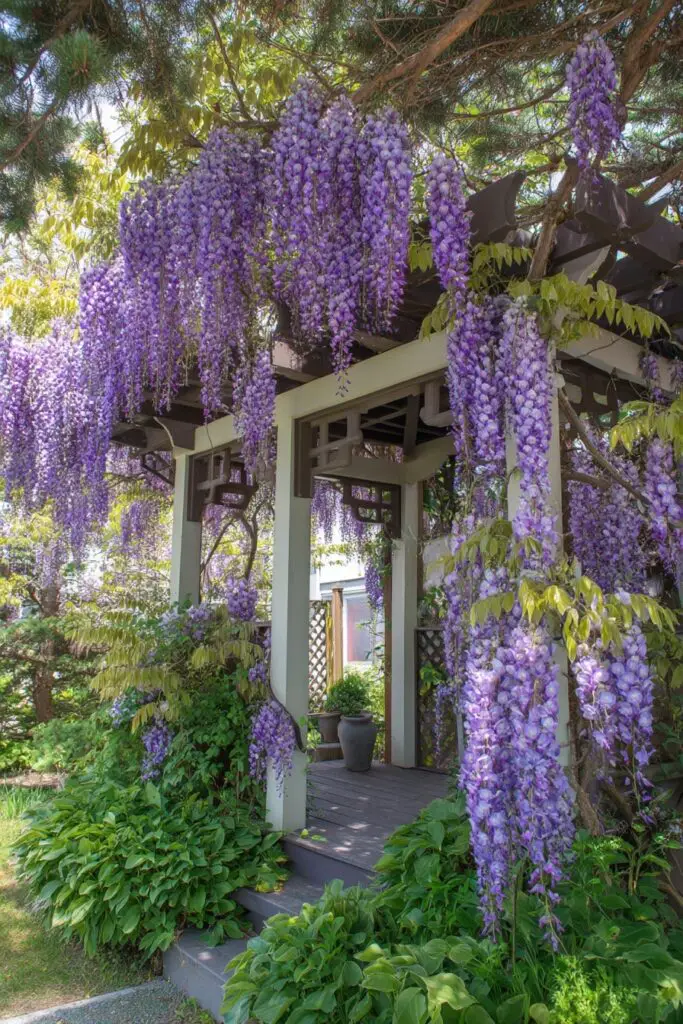 Wisteria Trellis: 5 Ways to Train Wisteria to Climb 2 Wisteria Trellis: 5 Ways to Train Wisteria to Climb
