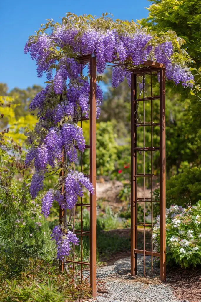 Wisteria Trellis: 5 Ways to Train Wisteria to Climb 9 Wisteria Trellis: 5 Ways to Train Wisteria to Climb