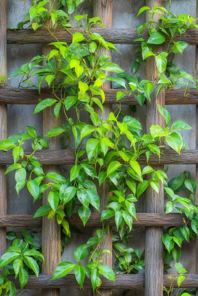 Garden Decor Ideas: 7 Spring Backyard Tips 6 Garden Decor Ideas: 7 Spring Backyard Tips