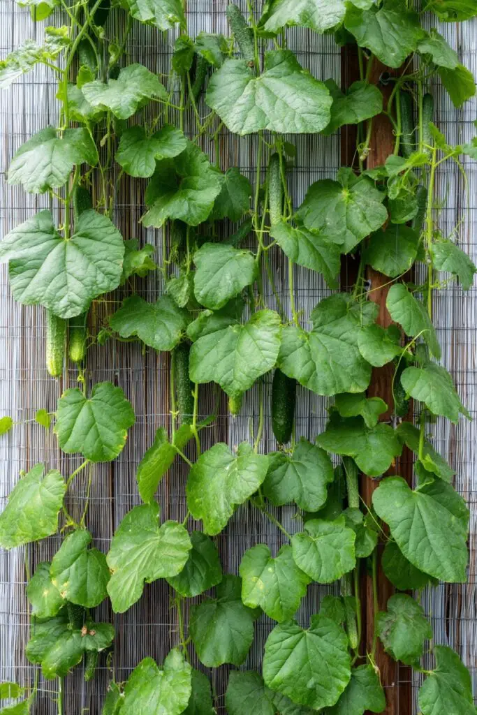 Best Cucumber Trellis Ideas + Easy DIY Designs 7 Best Cucumber Trellis Ideas + Easy DIY Designs